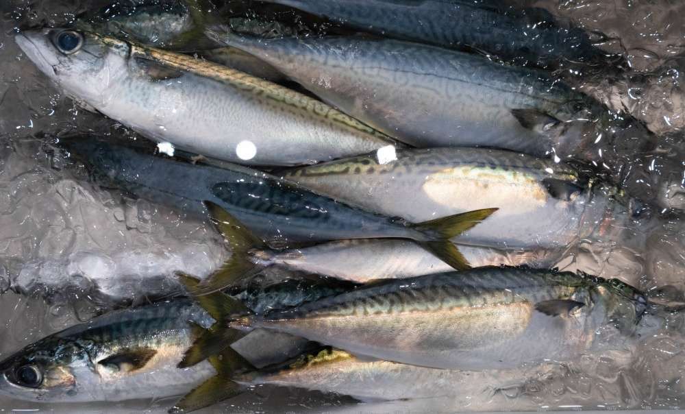 クエ釣りの餌は何が良い？