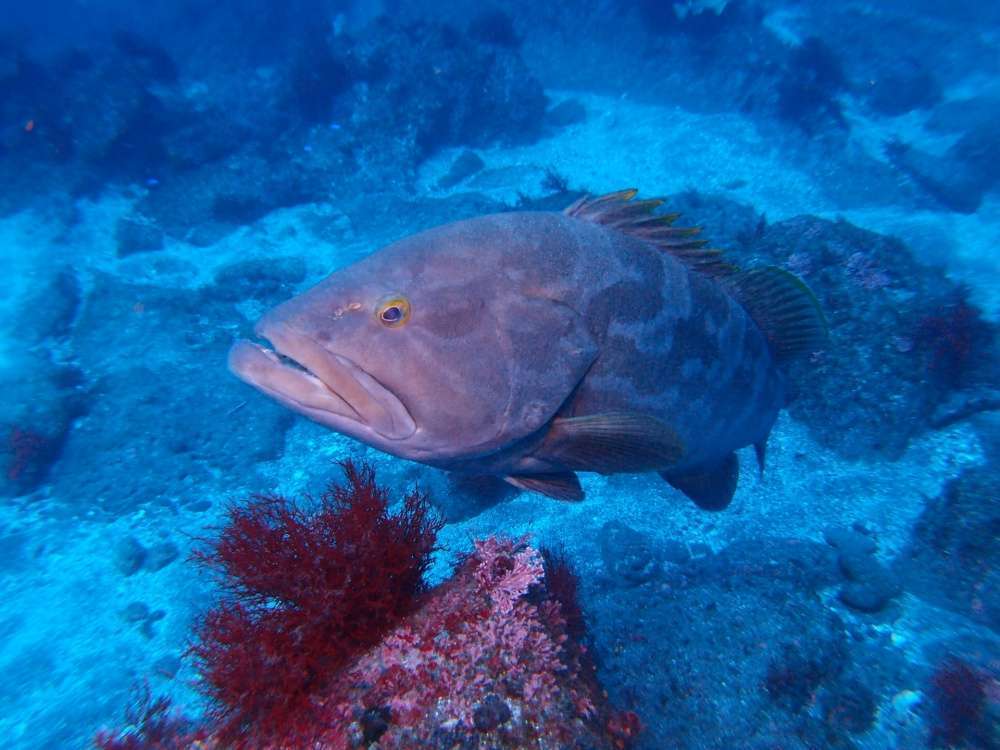 クエ釣りに適したシーズンや場所は？