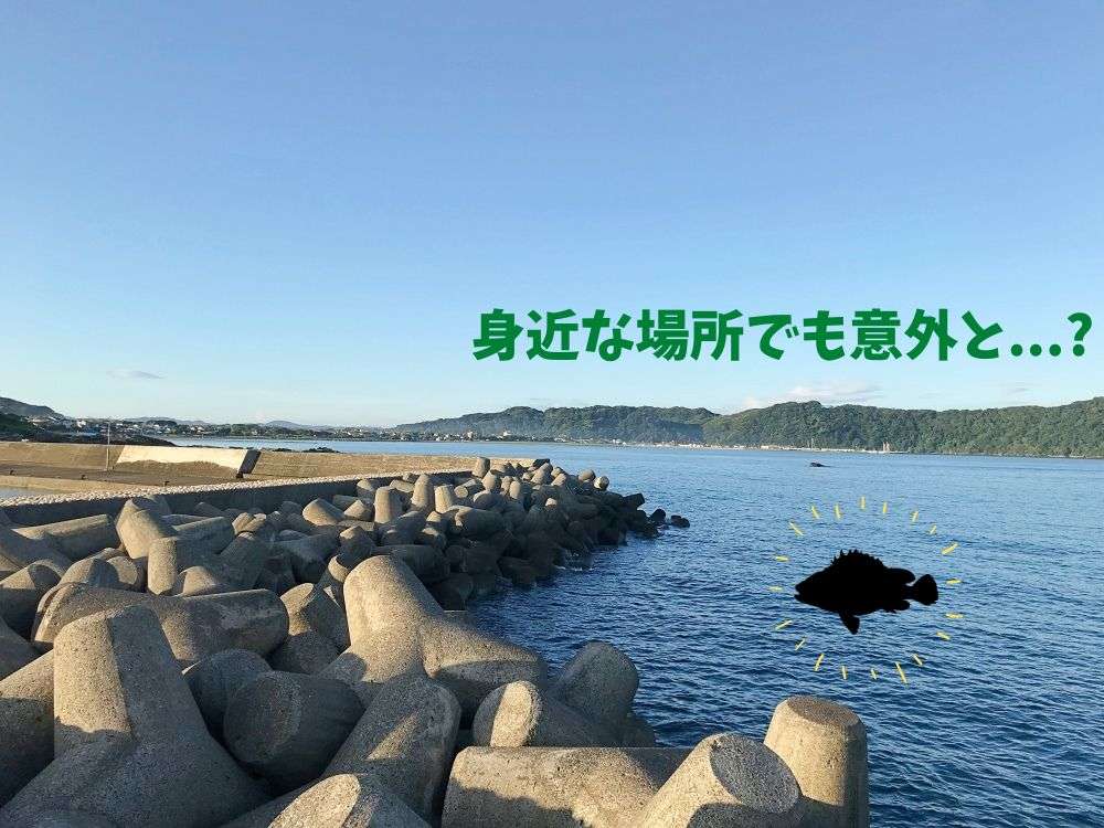 クエは堤防でも釣ることができる