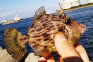 カワハギ釣りの仕掛けを解説