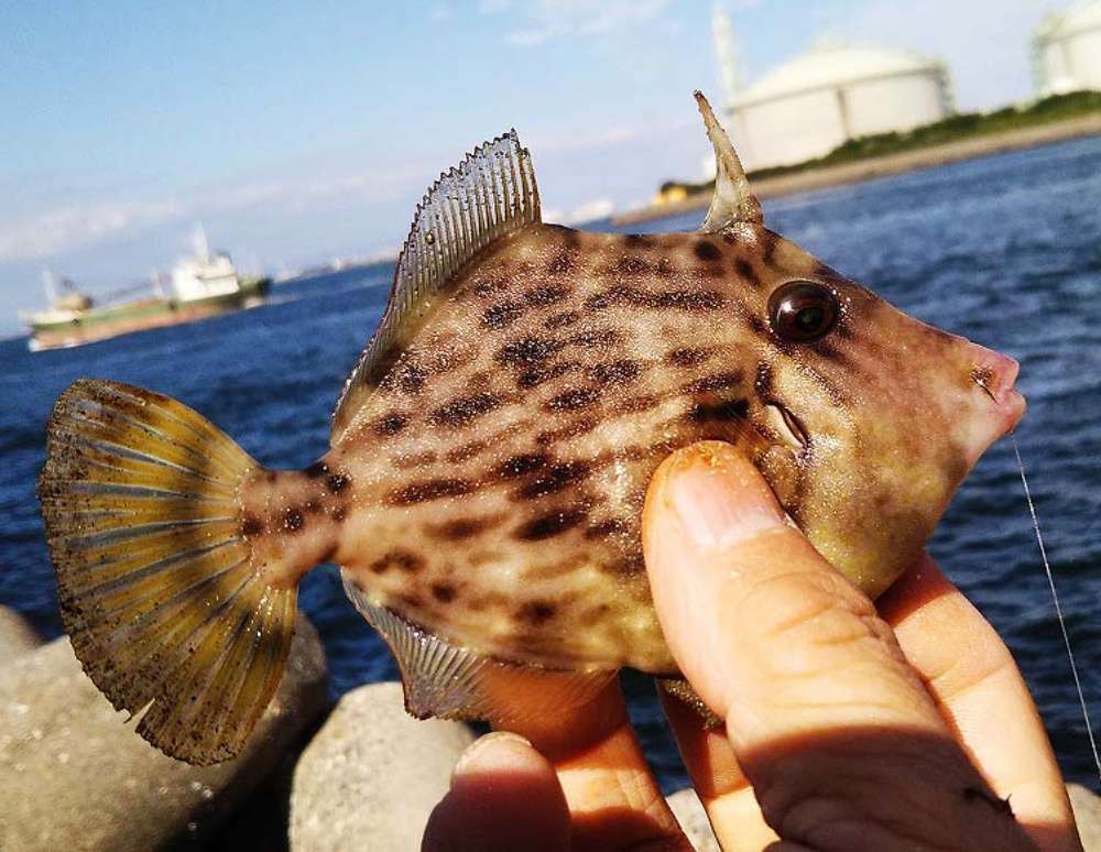 カワハギ釣りの仕掛けを解説