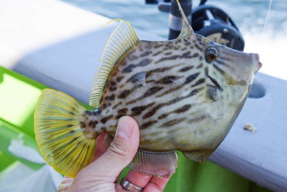 カワハギ釣りは仕掛けにこだわろう
