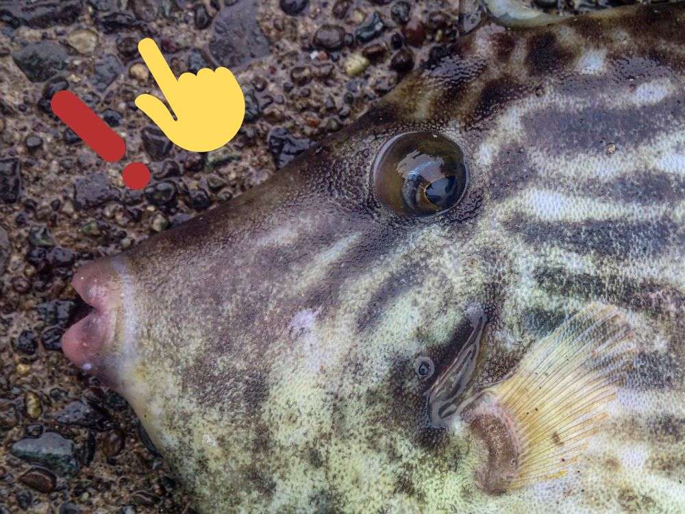 カワハギ釣りの仕掛けに一工夫