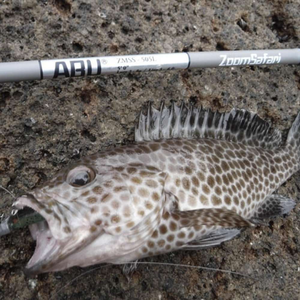 ズームサファリでスタイリッシュに釣りを楽しもう