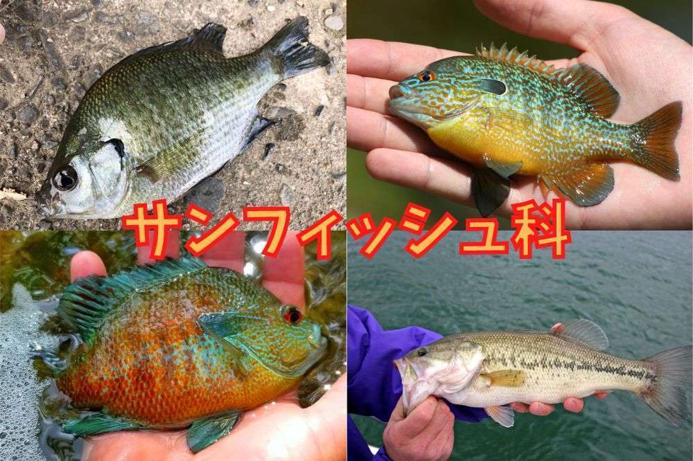 スズキ目サンフィッシュ科ブルーギル