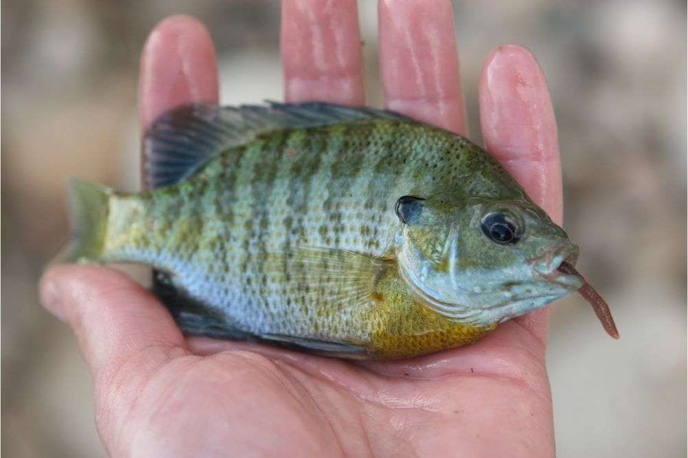 ブルーギルの餌釣り