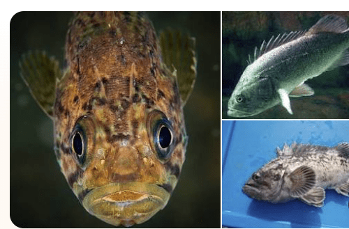 クロソイ